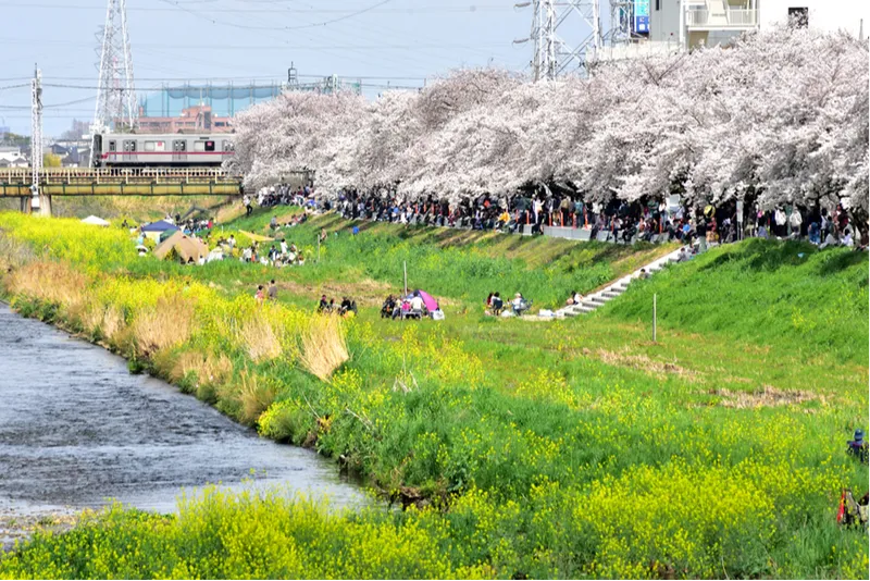 柳瀬川の桜・花見情報_4