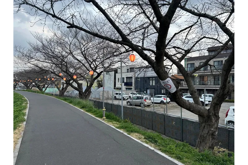 柳瀬川の桜・花見情報_6