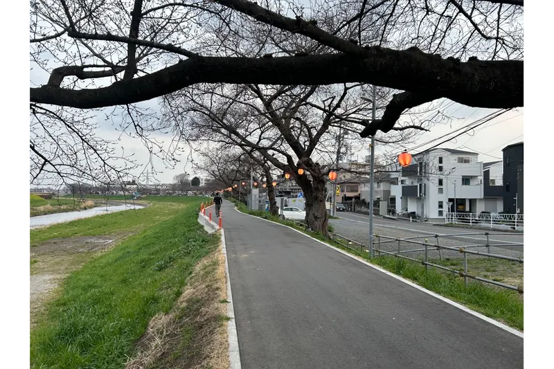 柳瀬川の桜・花見情報_7
