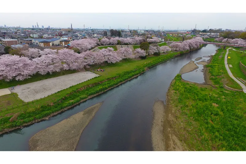柳瀬川_1