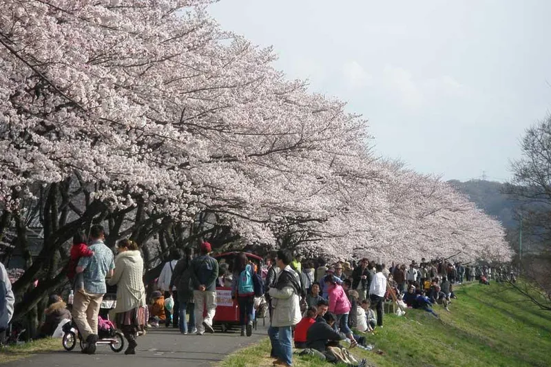 多摩川堤防沿い　永田橋～睦橋間の桜・花見情報_1