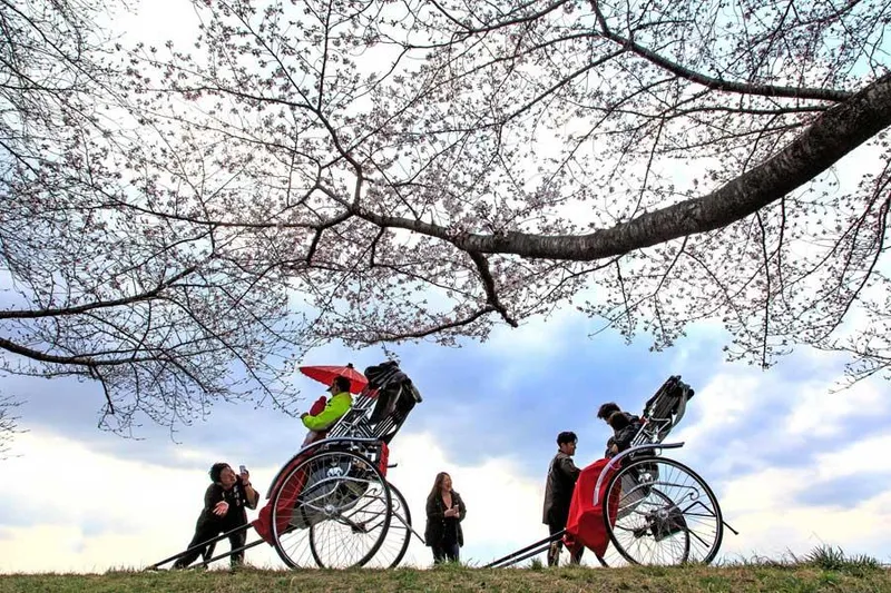 多摩川堤防沿い　永田橋～睦橋間の桜・花見情報_2