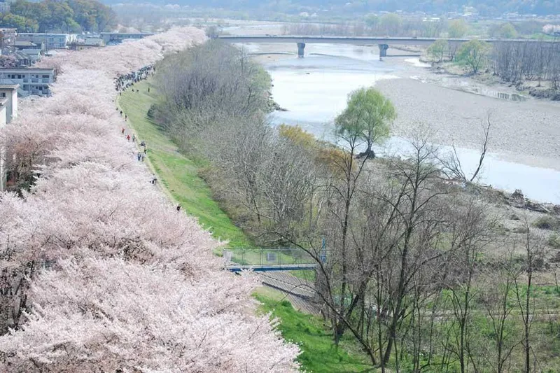 多摩川堤防沿い　永田橋～睦橋間の桜・花見情報_3