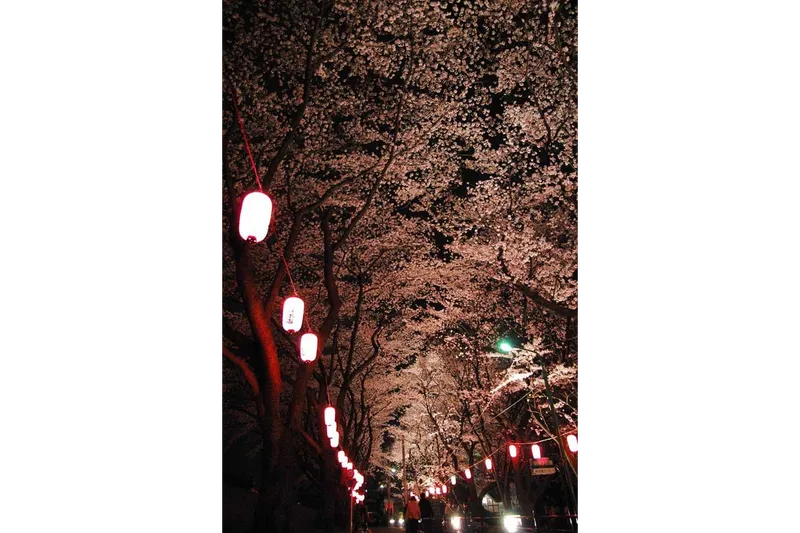 多摩川堤防沿い　永田橋～睦橋間の桜・花見情報_4