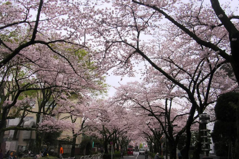 立石さくら通りの桜・花見情報_1