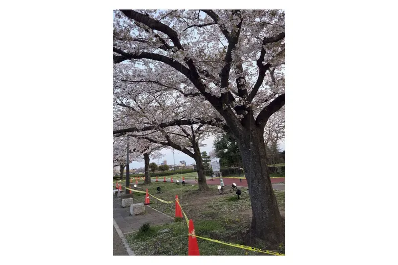 柴又公園の桜・花見情報_1