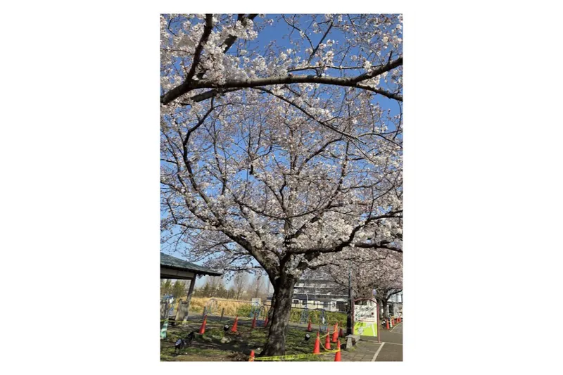 柴又公園の桜・花見情報_2