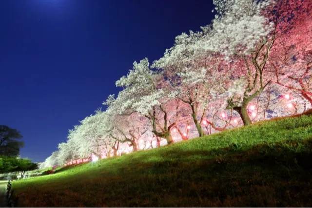 森田鉄工所 権現堂桜堤 Mirai Park（県営権現堂公園）_3
