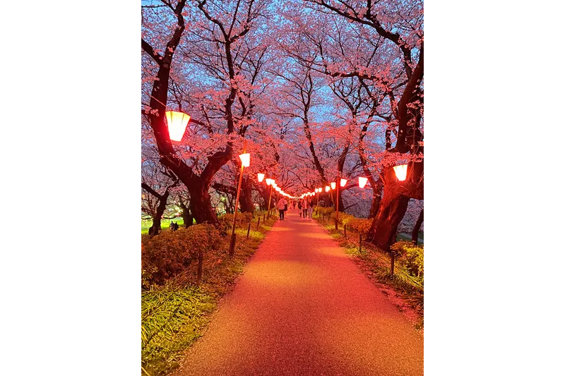 森田鉄工所 権現堂桜堤 Mirai Park（県営権現堂公園）_2