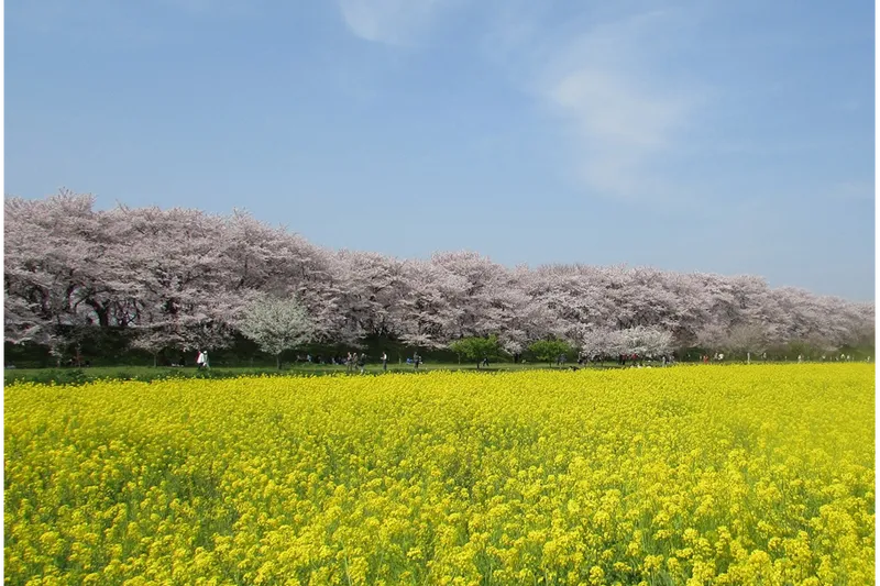 幸手権現堂桜堤（県営権現堂公園）