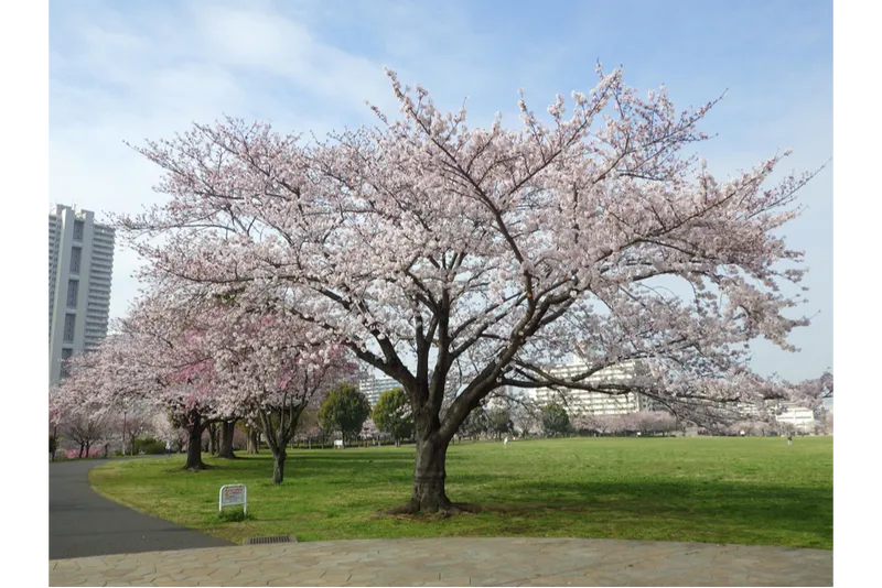 大島小松川公園の桜・花見情報_1