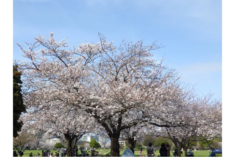 大島小松川公園の桜・花見情報_2