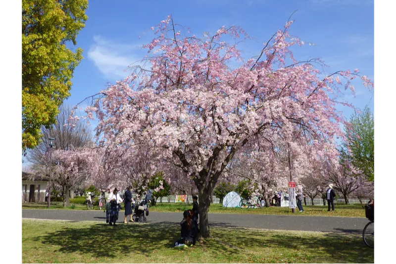 大島小松川公園の桜・花見情報_3