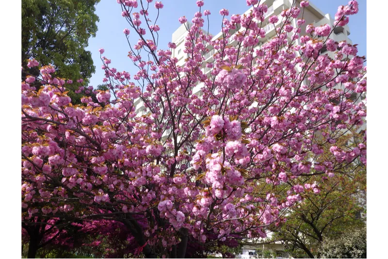 大島小松川公園の桜・花見情報_4
