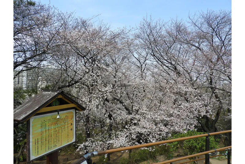 箱根山山頂からのサクラ風景