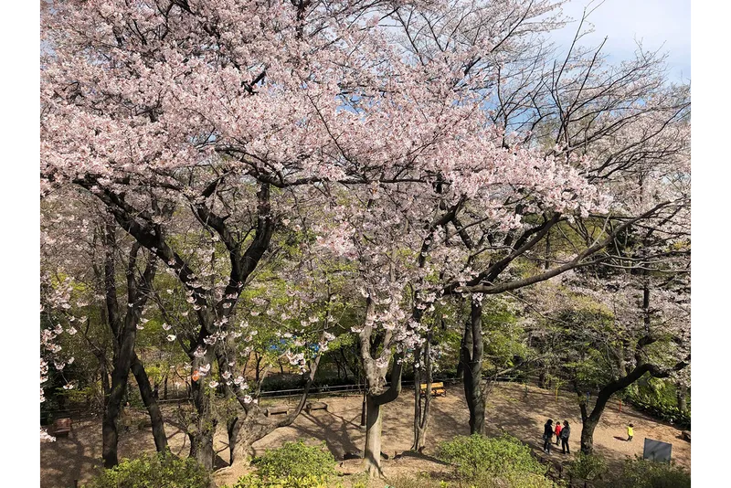箱根山山頂からのサクラ風景