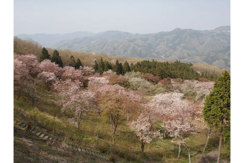美の山公園_2
