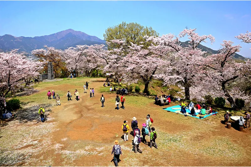 権現山の桜