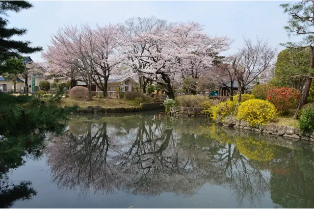 狭山池公園(東京都)の桜・花見情報_1