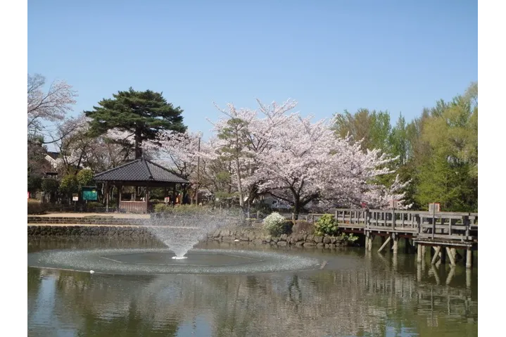 狭山池公園(東京都)の桜・花見情報_2