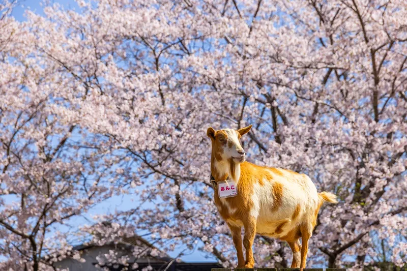 成田ゆめ牧場の桜・花見情報_3