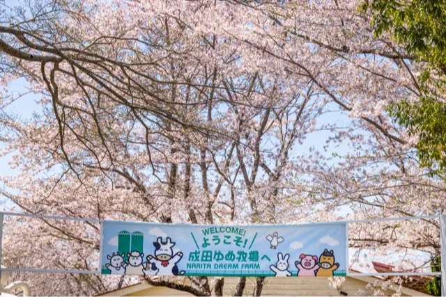 成田ゆめ牧場の桜・花見情報_5