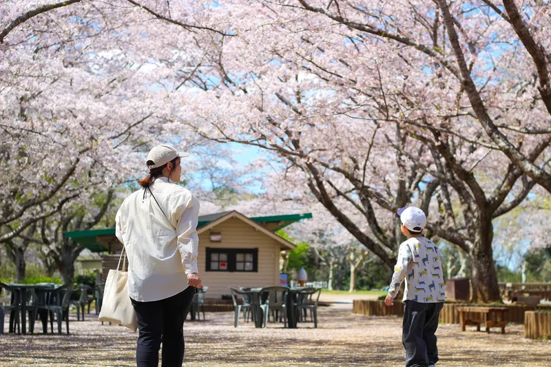 成田ゆめ牧場の桜・花見情報_6