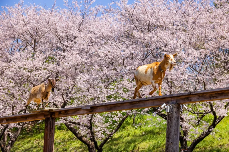 ふれんZOO広場 ヤギ橋