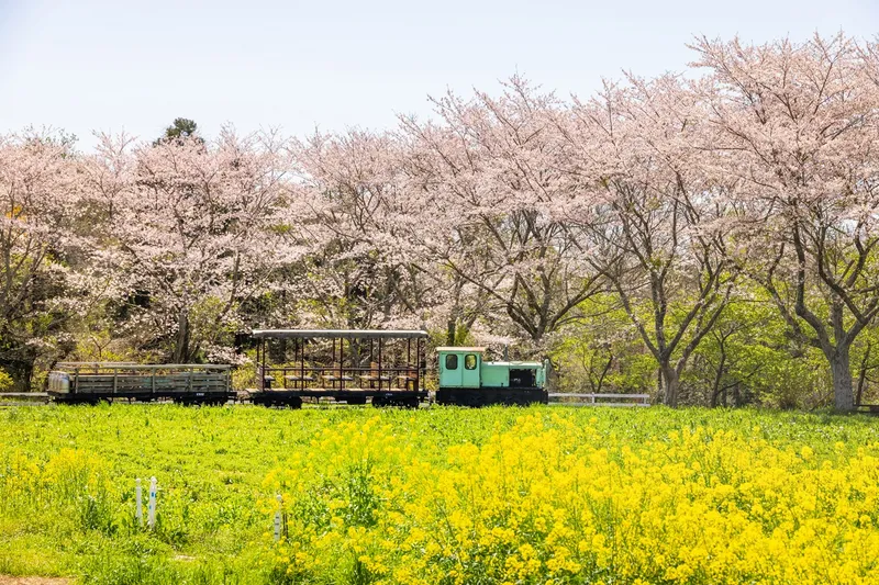 トロッコ列車と桜、菜の花