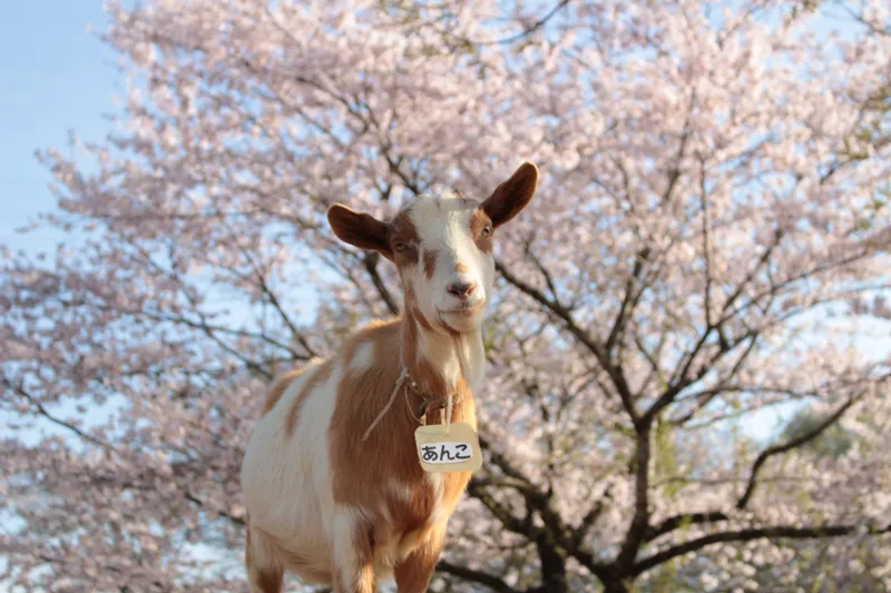 成田ゆめ牧場_1