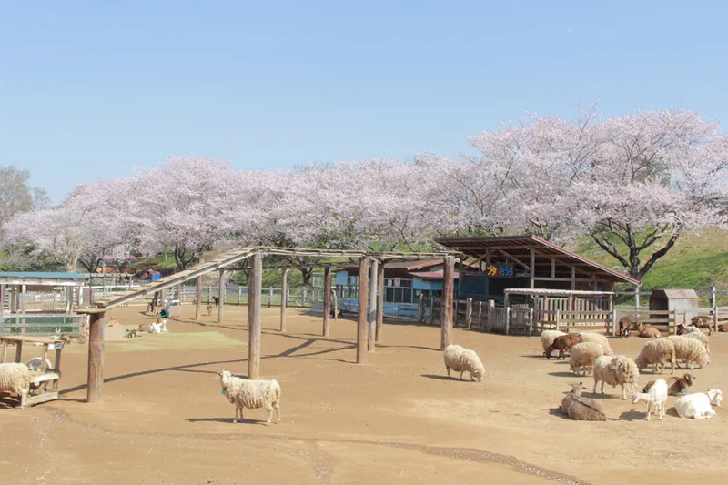 成田ゆめ牧場_2