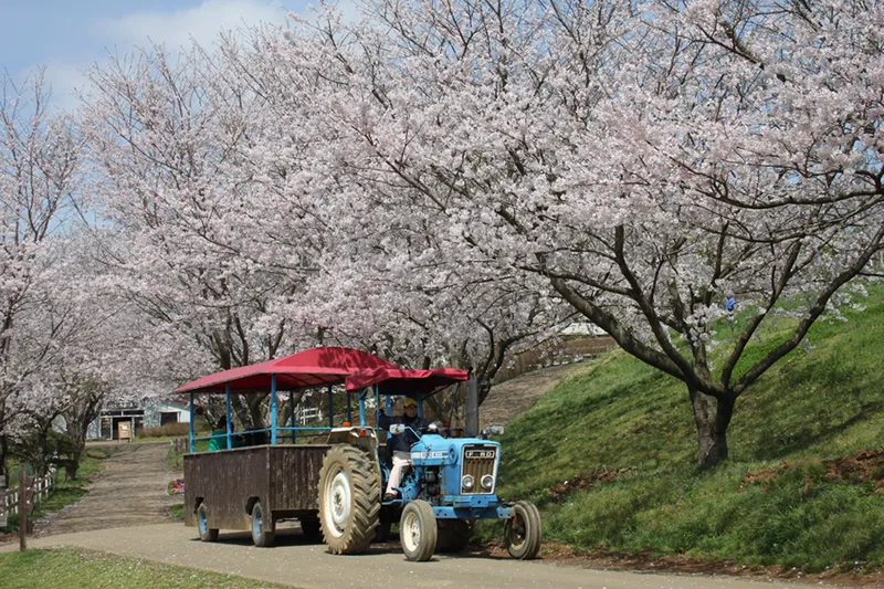 成田ゆめ牧場_3