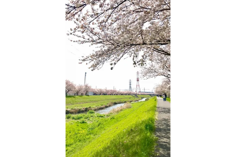 渋田川沿い桜並木_1