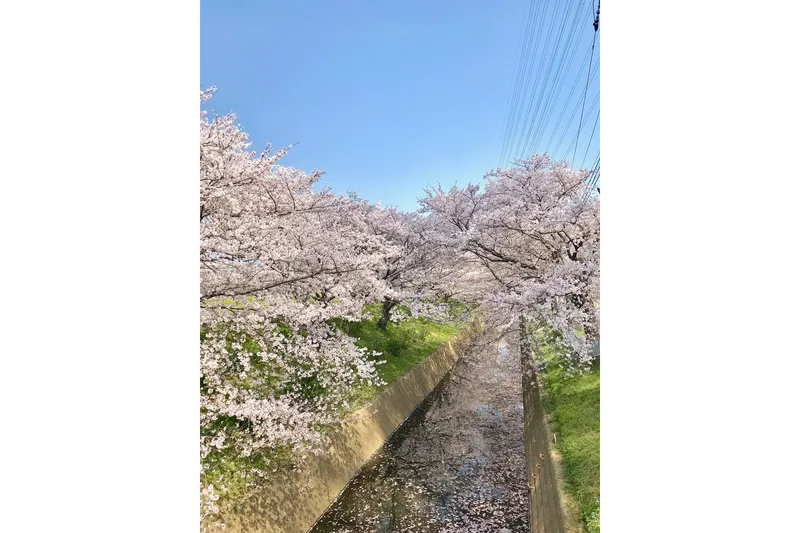 渋田川沿い桜並木_2