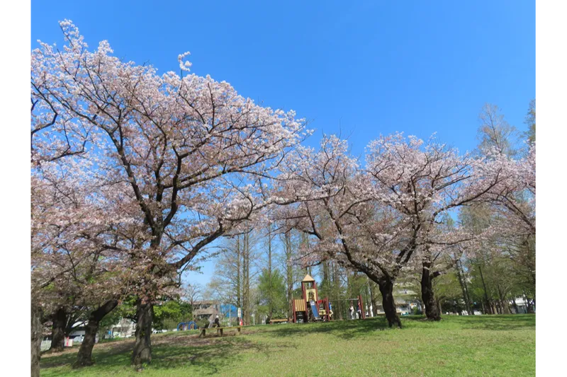桜広場サクラ