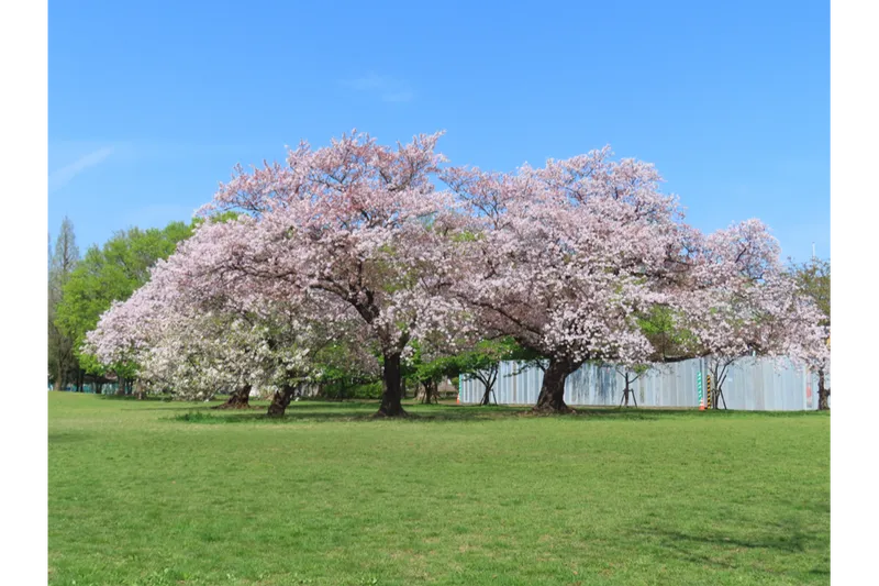 芝山サクラ①
