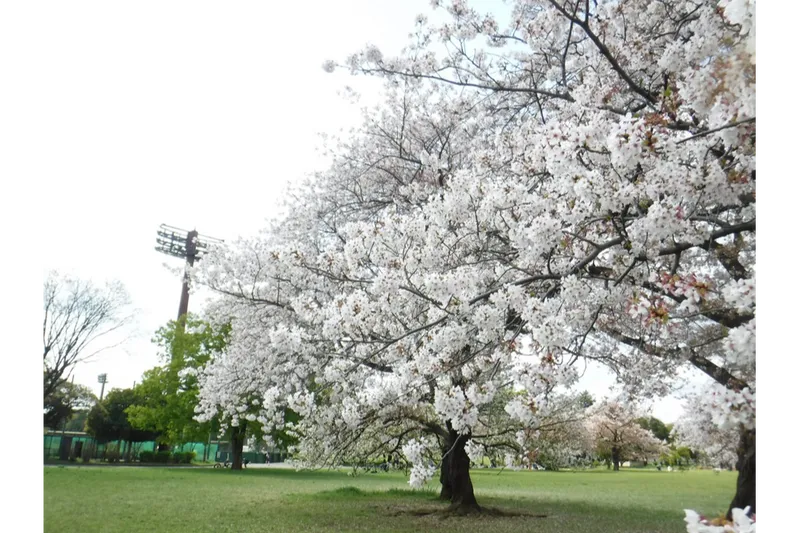 芝山サクラ②