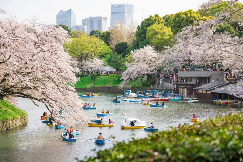 千鳥ヶ淵周辺(千鳥ヶ淵緑道)の桜・花見情報_1