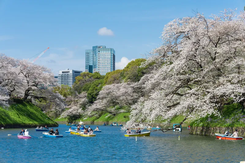 千鳥ヶ淵周辺(千鳥ヶ淵緑道)の桜・花見情報_2