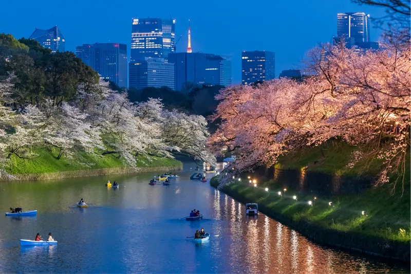 千鳥ヶ淵周辺(千鳥ヶ淵緑道)の桜・花見情報_3