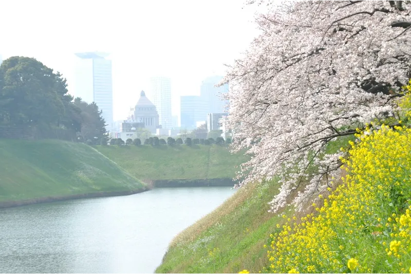 千鳥ヶ淵周辺(千鳥ヶ淵公園)の桜・花見情報_1