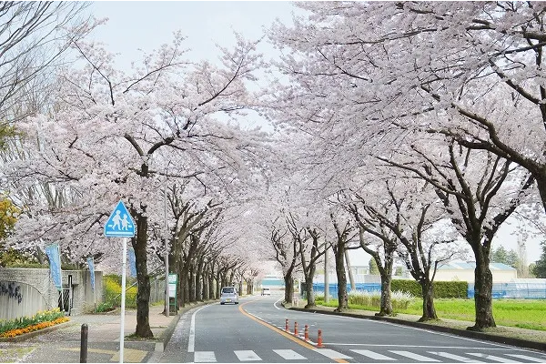 小田原フラワーガーデン_2