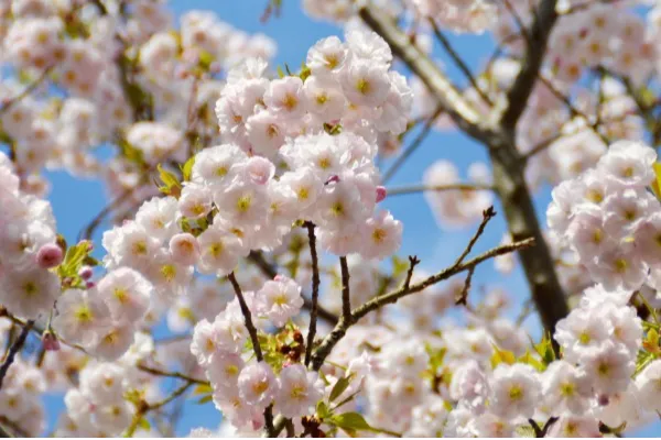 小田原フラワーガーデン_3