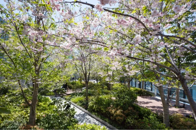 GINZA SIXの桜・花見情報_2