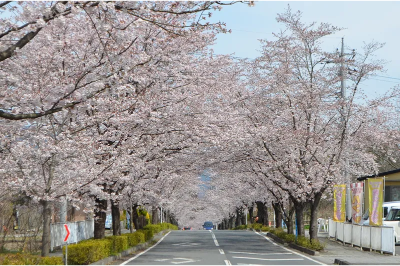 北桜通り(桜のトンネル)　＜長瀞周辺＞