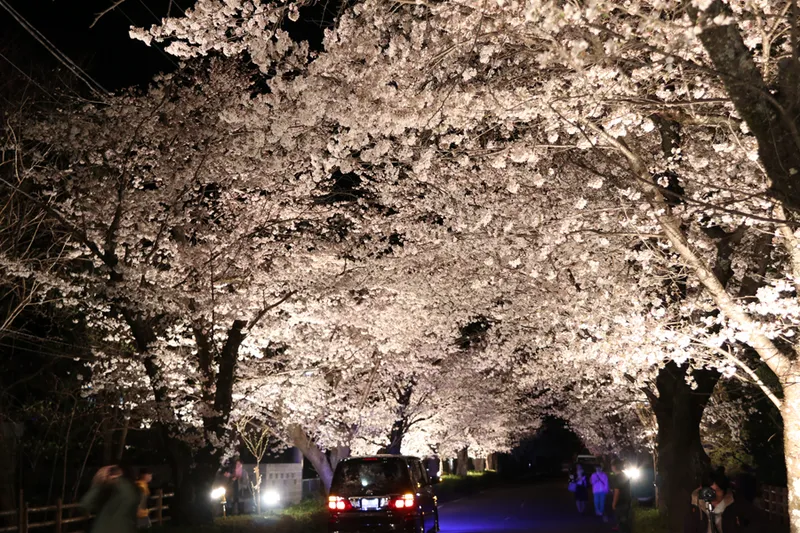 北桜通り(桜のトンネル)　＜長瀞周辺＞の桜・花見情報_2