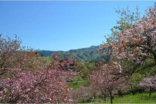 通り抜けの桜　＜長瀞周辺＞_1