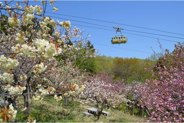 通り抜けの桜　＜長瀞周辺＞_2