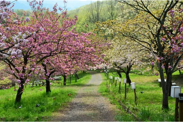 通り抜けの桜　＜長瀞周辺＞_3