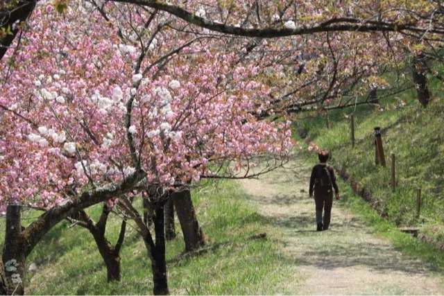 通り抜けの桜　＜長瀞周辺＞_4